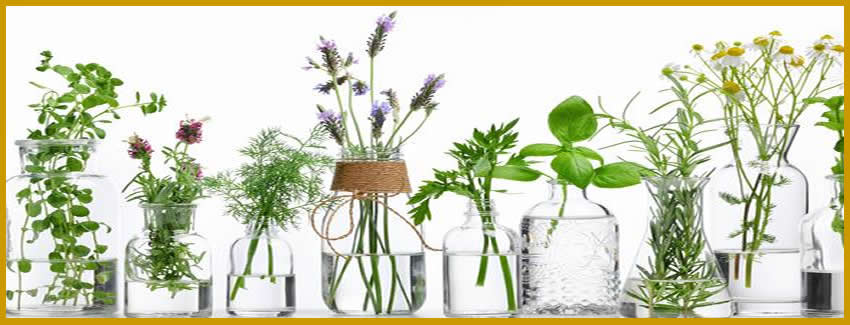 plante pour huile essentielle